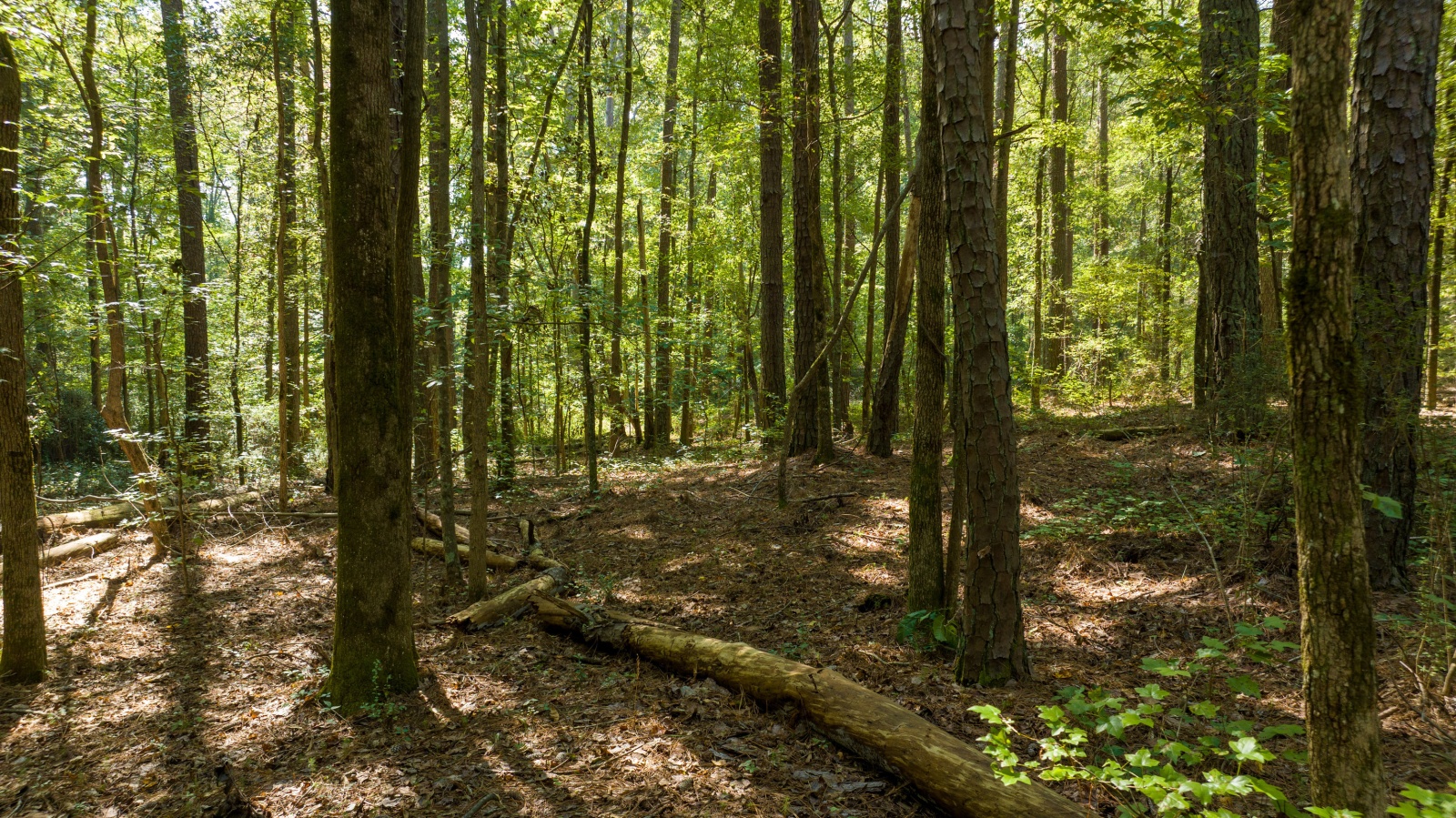 0 Highway 16E & Shedden Ave, Newnan, Georgia 30263, ,Land,For Sale,Highway 16E & Shedden Ave,9124742