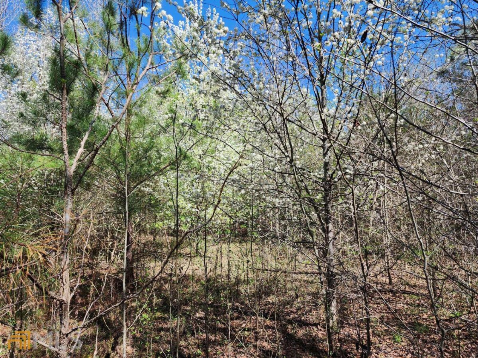 LOT 11, 12, 13 Deer Ridge Drive, Hamilton, Georgia 31811, ,Land,For Sale,Deer Ridge,9125634