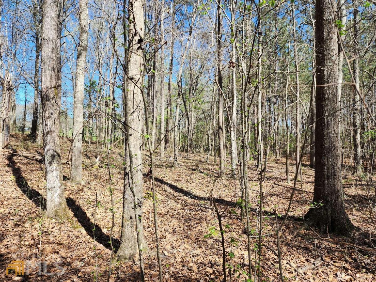 LOT 11, 12, 13 Deer Ridge Drive, Hamilton, Georgia 31811, ,Land,For Sale,Deer Ridge,9125634