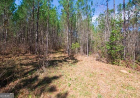 0B Taylor Road, Waverly Hall, Georgia 31831, ,Land,For Sale,Taylor,9132388