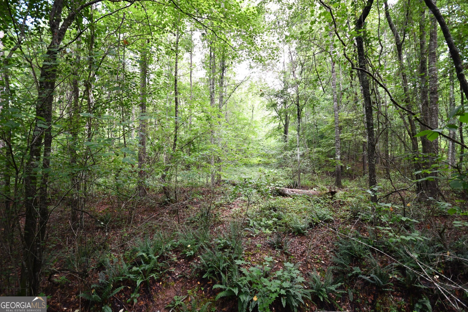 00001 Hutcheson Road, Buchanan, Georgia 30113, ,Land,For Sale,Hutcheson,9132903