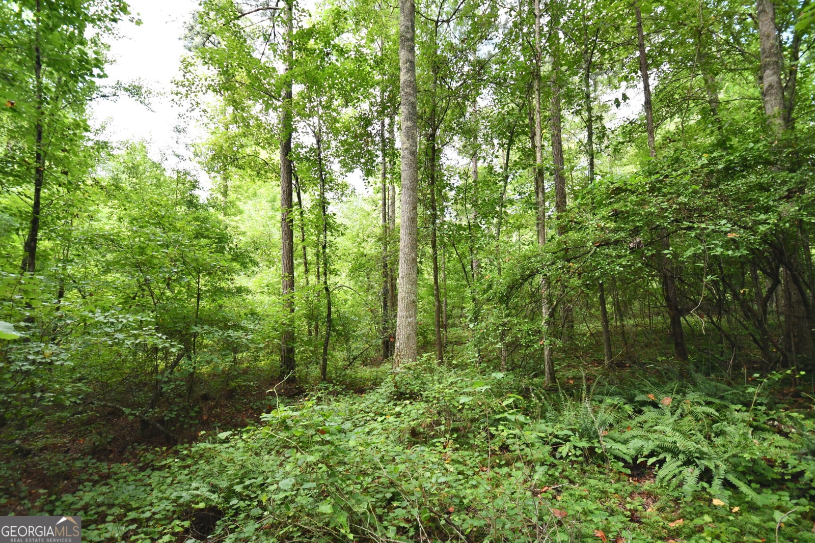 00001 Hutcheson Road, Buchanan, Georgia 30113, ,Land,For Sale,Hutcheson,9132903