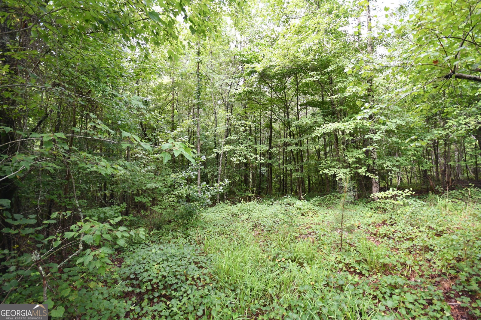 00001 Hutcheson Road, Buchanan, Georgia 30113, ,Land,For Sale,Hutcheson,9132903