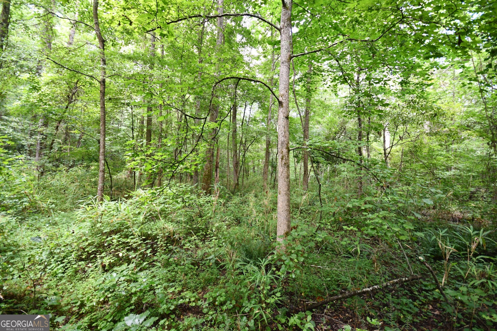 00001 Hutcheson Road, Buchanan, Georgia 30113, ,Land,For Sale,Hutcheson,9132903