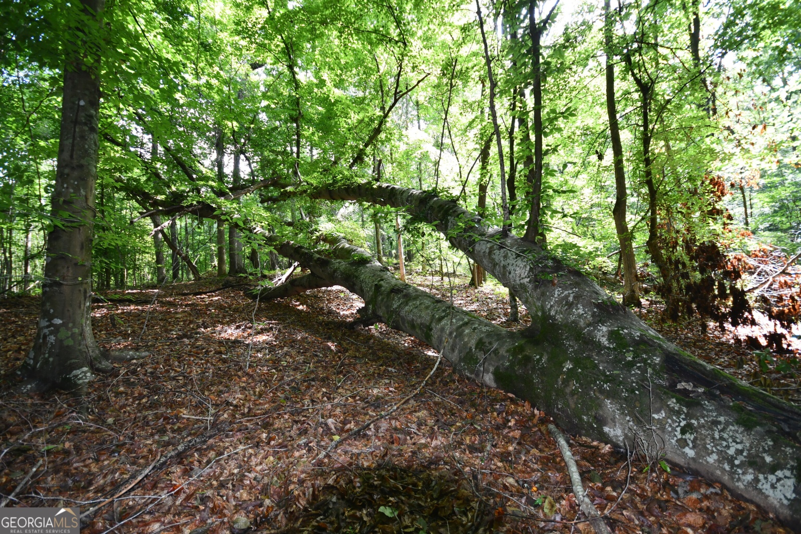 00001 Hutcheson Road, Buchanan, Georgia 30113, ,Land,For Sale,Hutcheson,9132903