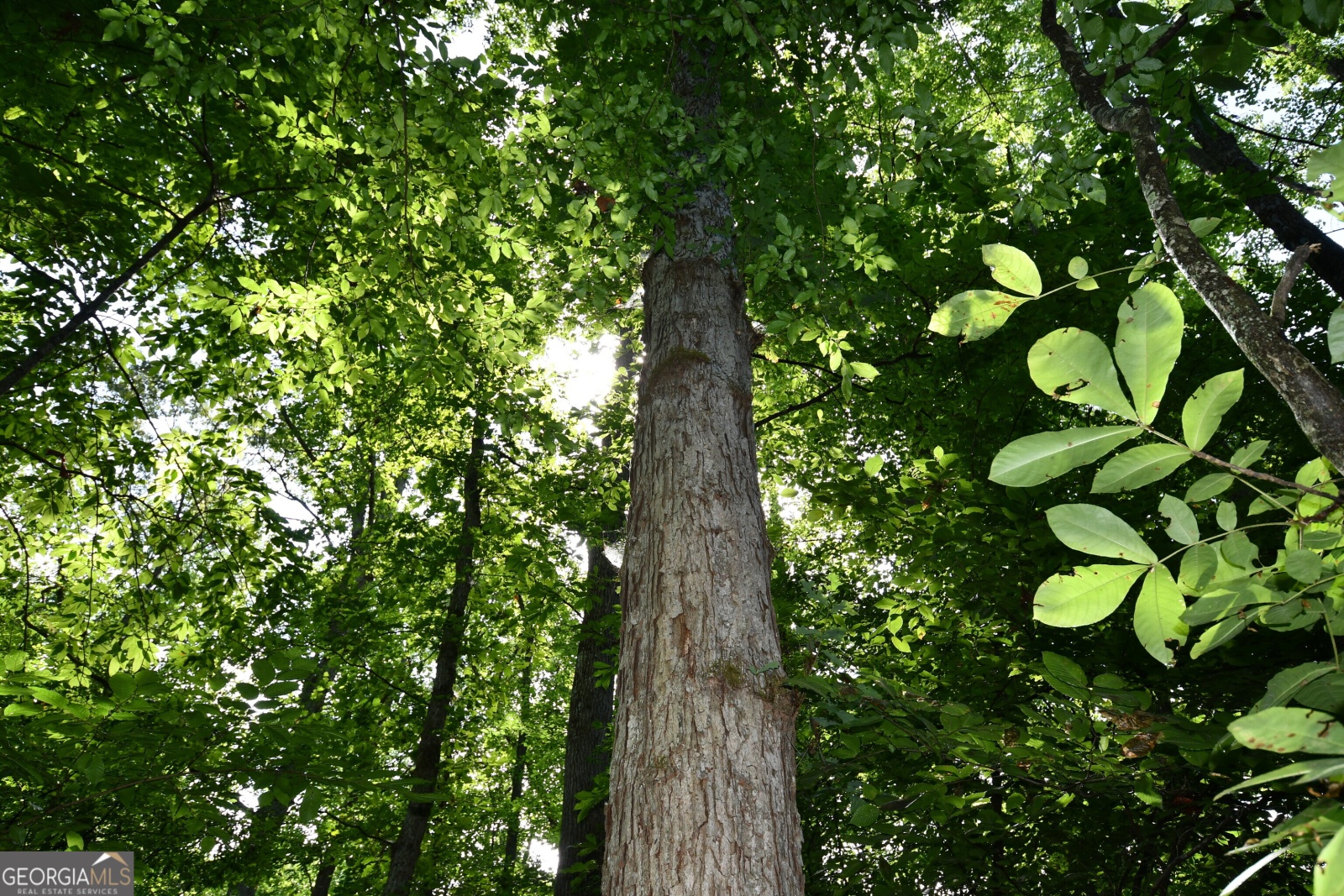 00001 Hutcheson Road, Buchanan, Georgia 30113, ,Land,For Sale,Hutcheson,9132903