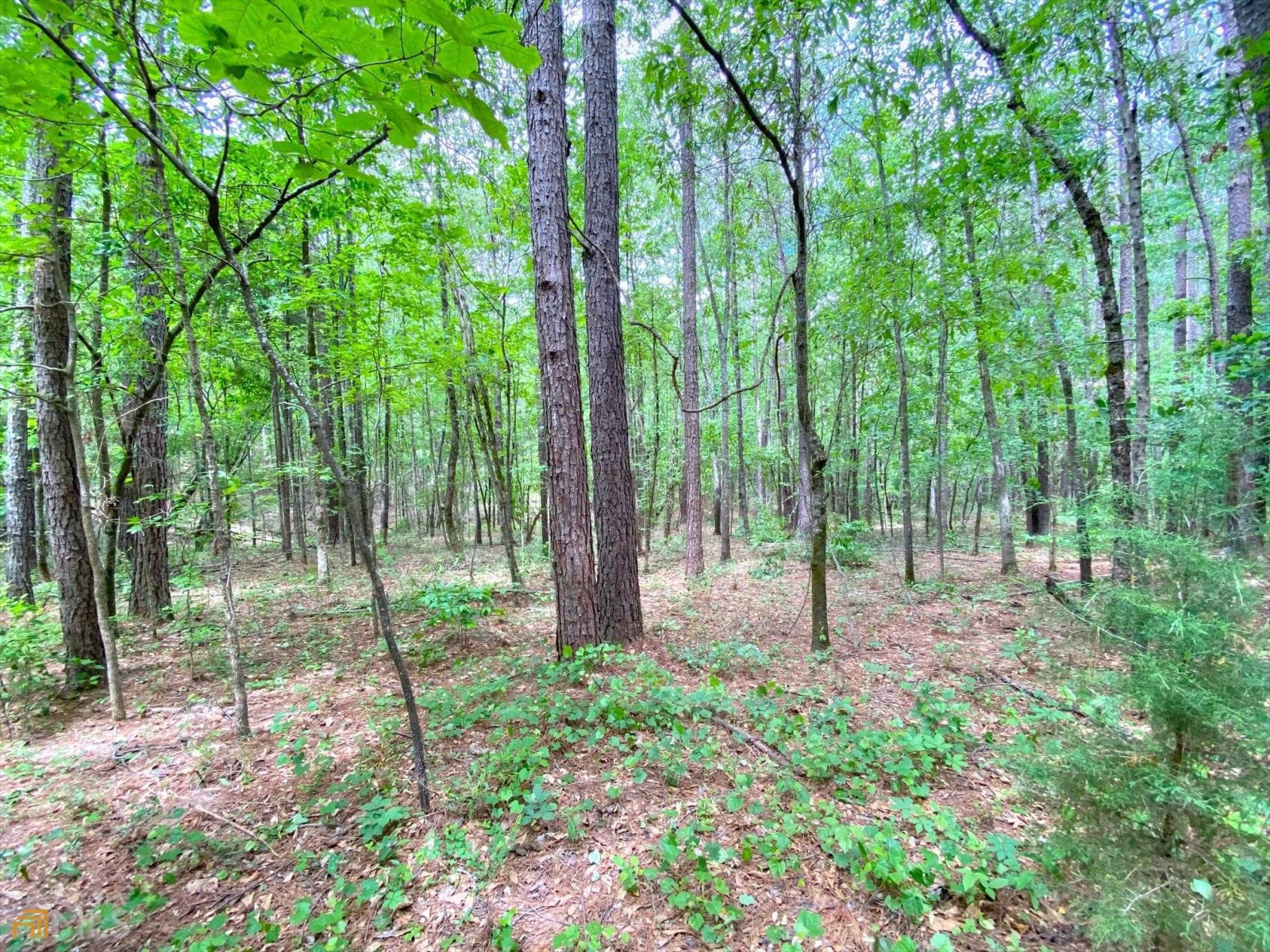 40 Butts Mill Road, Pine Mountain, Georgia 31822, ,Land,For Sale,Butts Mill,9134805