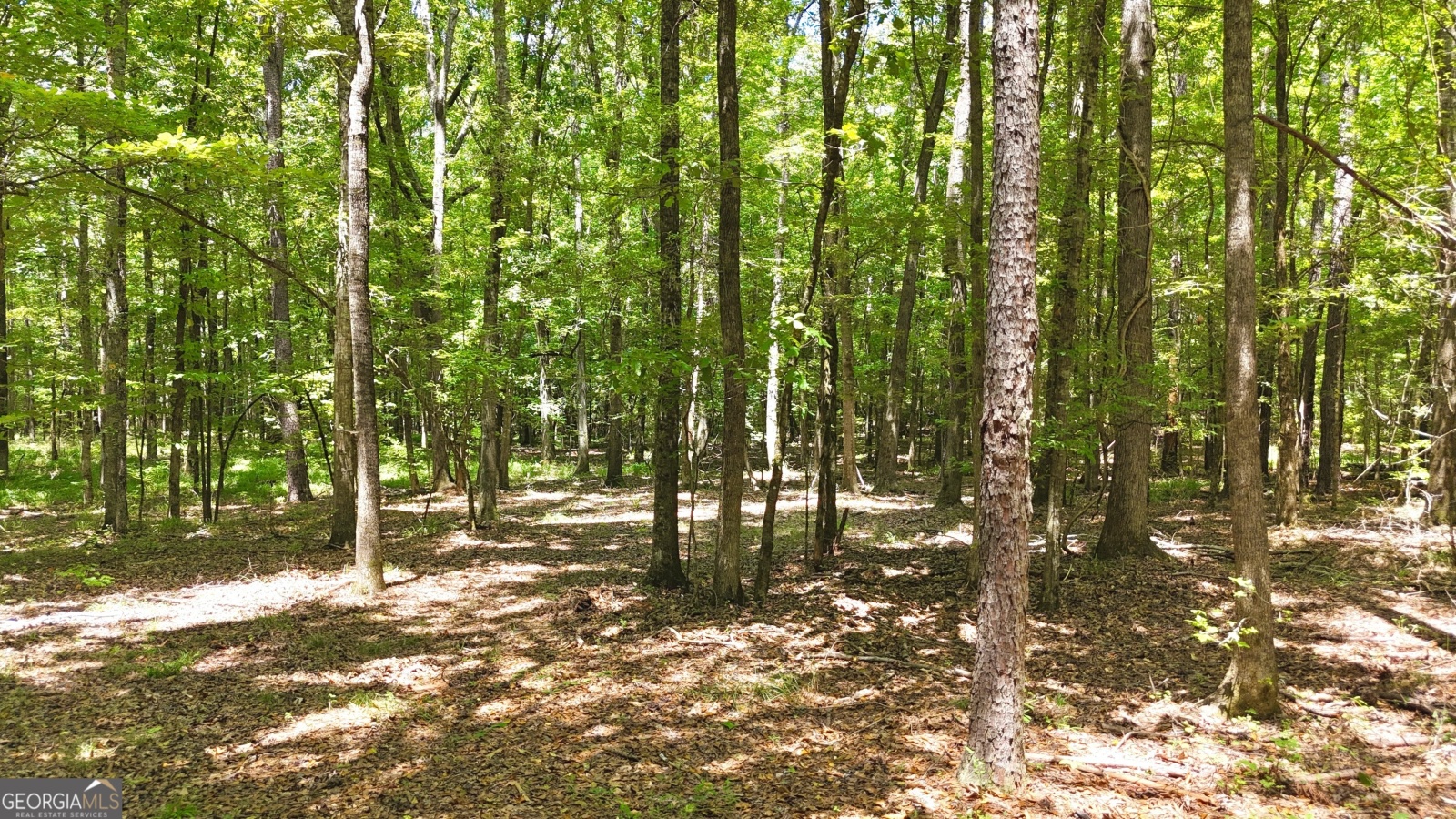 501 Padgett Road, Senoia, Georgia 30276, ,Land,For Sale,Padgett,9137986