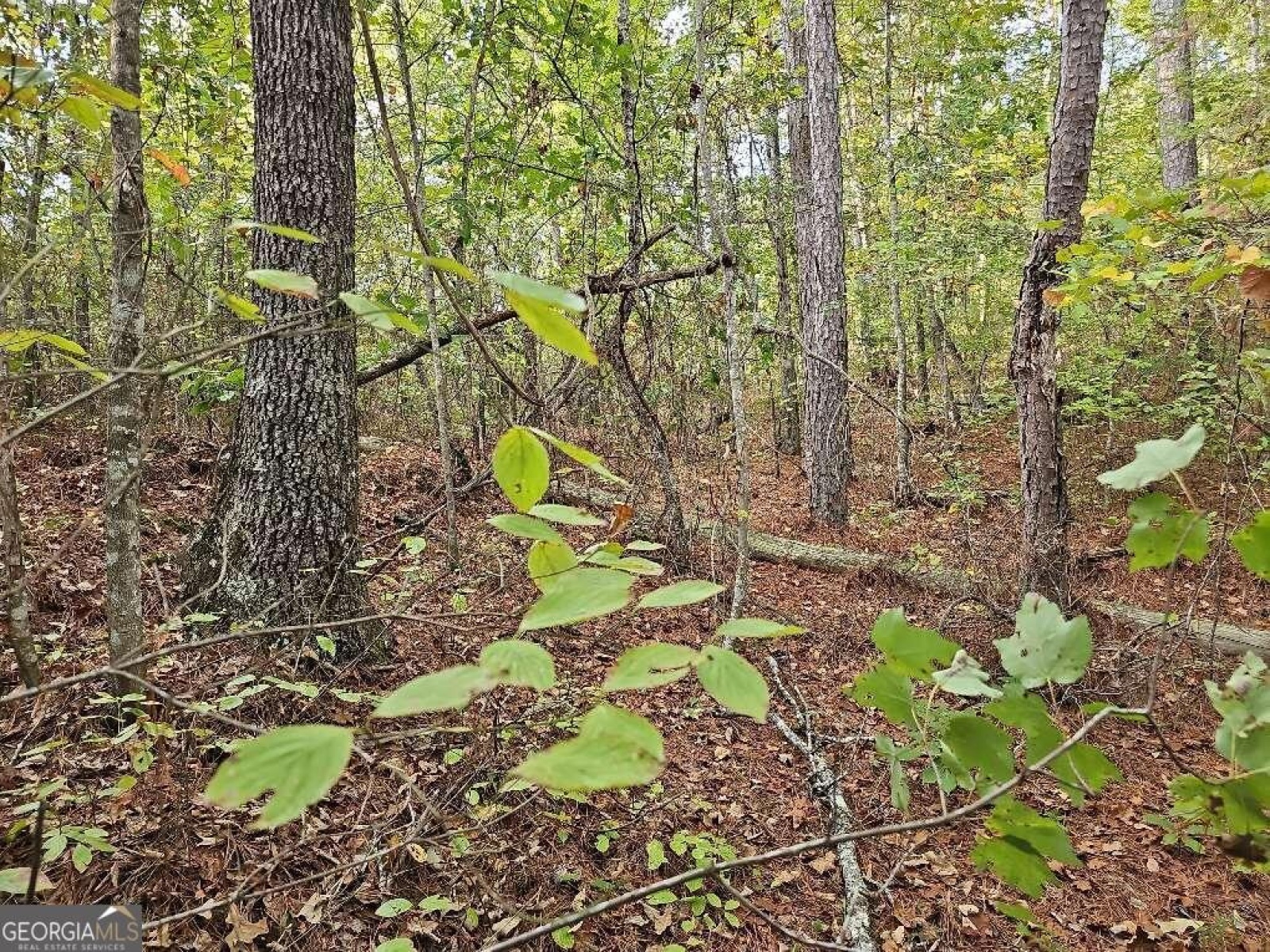 0 County School Road, Tallapoosa, Georgia 30176, ,Land,For Sale,County School,9139227