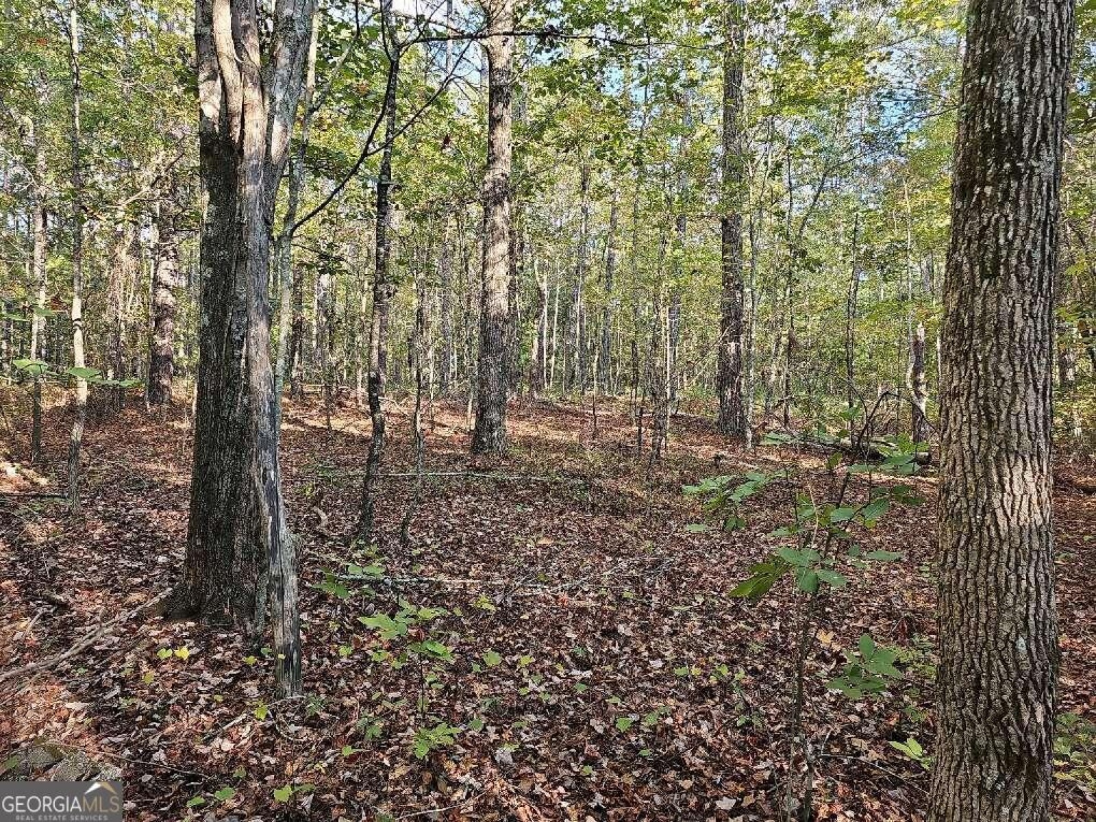 0 County School Road, Tallapoosa, Georgia 30176, ,Land,For Sale,County School,9139227