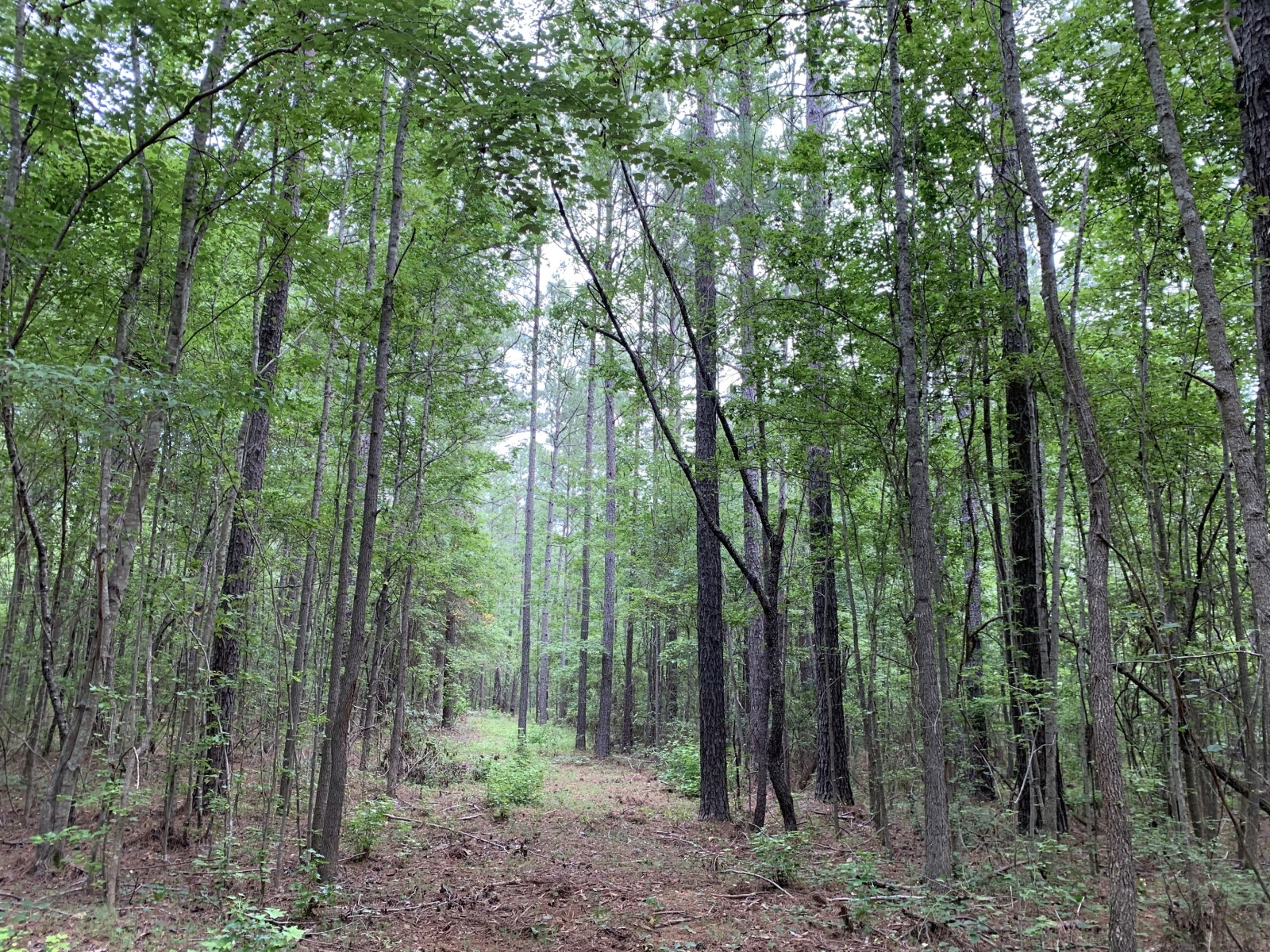 255 Andrews Mill Road, Greenville, Georgia 30222, ,Land,For Sale,Andrews Mill,9139645