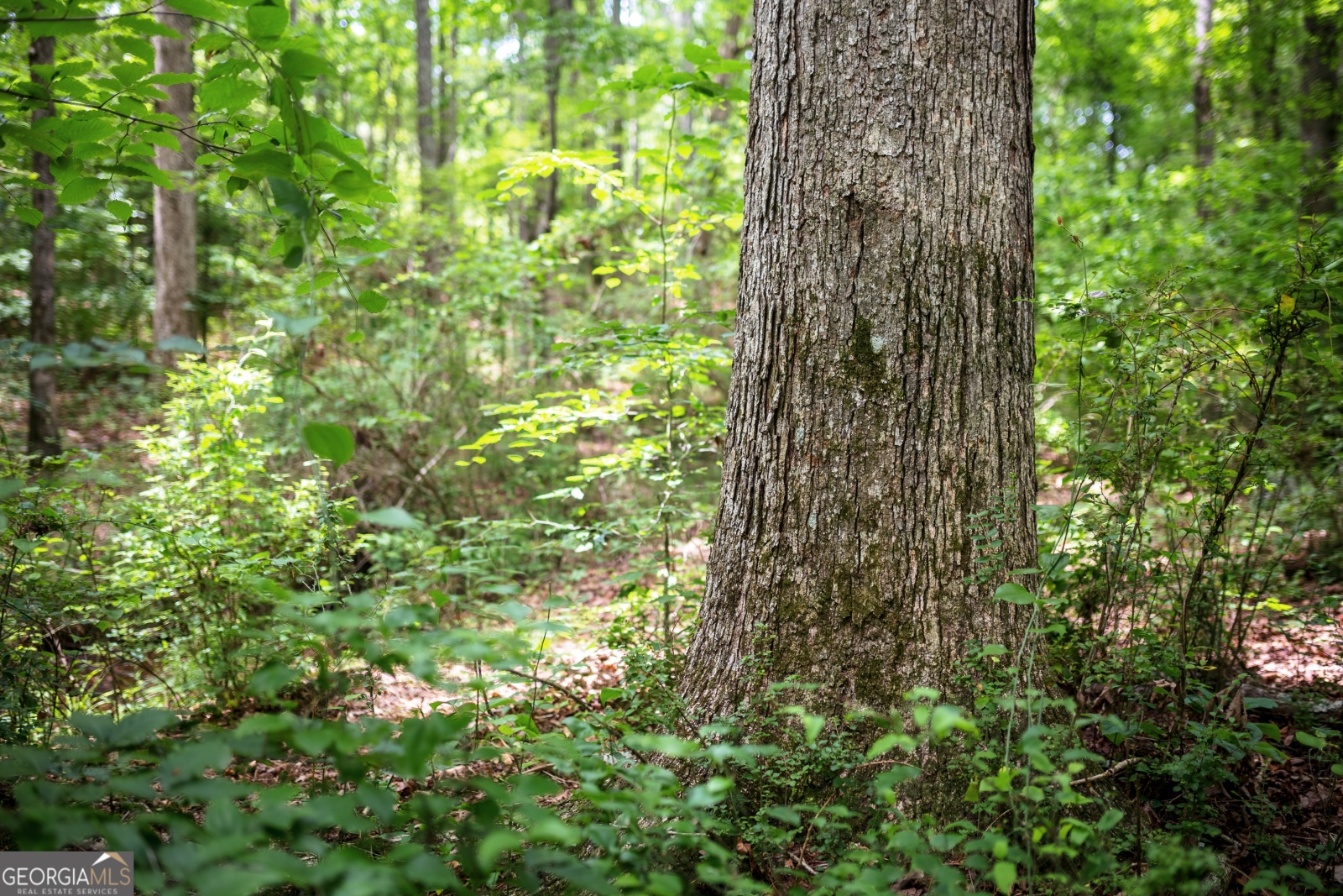 85 Blackjack Mountain Road, Bowdon, Georgia 30108, ,Land,For Sale,Blackjack Mountain Road,9140331